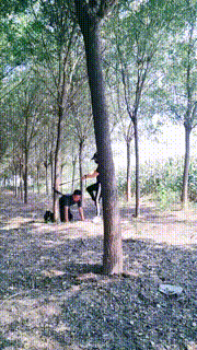 【郡主大人】户外-强行捆绑袜子塞嘴鞭打【双视角版】 bf33004_1