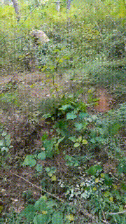 【艾琳】三S-户外-吊绑重度虐打【三视角版】 JS231012_2