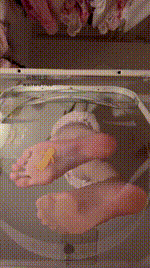 【砂糖】女巨人视角 骂死你个傻逼 踩爆你这个畜生 2024-08-26