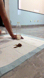 【戚戚】双S-狂虐绿帽场【双视角版】 JS260126-4_3