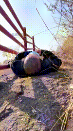 【薇薇】户外强制训野狗bf60658