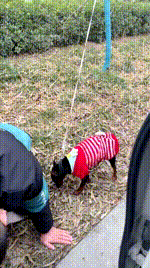 【短发】户外逗狗专场JS260128-8