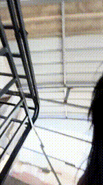 【77夫妻】探访人形犬舍 JS260204-1