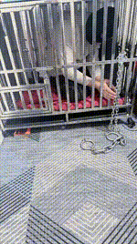 【淘淘】关狗笼犬化场 JS260313-22封面图