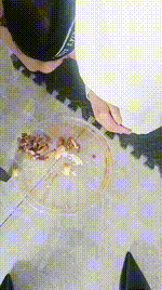 【淘淘】双S-脚下喂食圈养狗 JS260312-21封面图