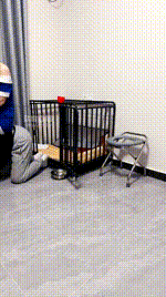 【琪琪双主】双S-圈养狗笼彻底犬化 JS260314-42封面图