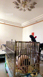 【文主】囚禁狗笼犬化场【下】JS260419-6